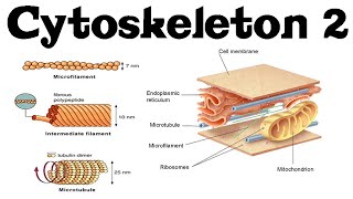 Cytoskeleton structure and function 2  actin microtubules and intermediate filaments [upl. by Letrice483]