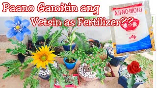 How to Use Vetsin as Fertilizer Paano gamitin ang Vetsin Pampataba at pampabulaklak ng Halaman [upl. by Adelind]