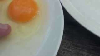 Difference between a fertilised and unfertilised chicken egg [upl. by Eycal888]