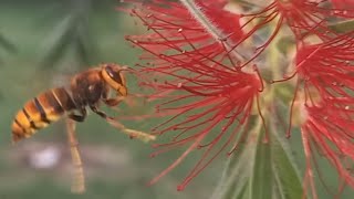 Wasp Yellow jacket bee photography bee youtube bee flying flowers wasp [upl. by Packston]