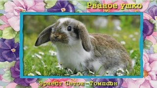 Рваное ушко Э СетонТомпсон аудиосказка для детей [upl. by Gregson451]