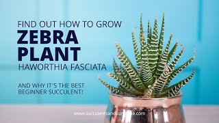 How to take care of Haworthia fasciata quotZebra Plantquot [upl. by Karoline]