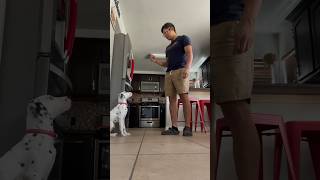 Training A Dalmatian puppy shorts dogtraining dalmatian [upl. by Aloivaf]