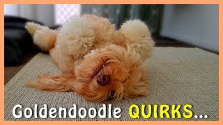 Most GOLDENDOODLE OWNERS Know These 3 QUIRKS  Goldendoodles Funny Traits  Funny Doodle Dogs [upl. by Natica]