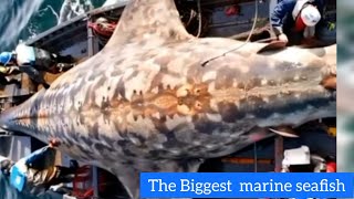 The Biggest marine Seafish [upl. by Auston]