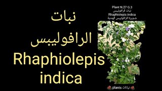 نبات الرافوليبس Rhaphiolepis indica [upl. by Kahl]