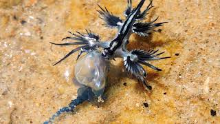 Blue dragon Glaucus atlanticus eating blue bottle [upl. by Studley]