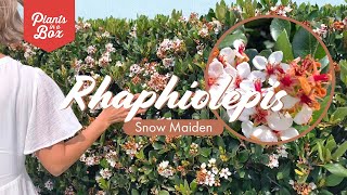 Plant tour Rhaphiolepis Snow Maiden [upl. by Melisande]