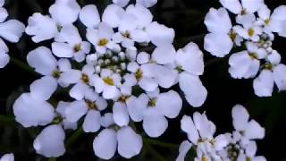 सर्दियों ⛄के सुंदर Candytuft💐के फूलBest winter flower plantsbest flowers plants [upl. by Veradi]