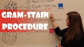 Gram Stain Procedure [upl. by Lytton]