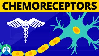 Chemoreceptors Medical Definition  Physiology of Breathing [upl. by Enimasaj995]