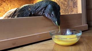 Mangrove monitor eating raw egg Varanus Indicus [upl. by Ridley]