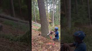 Stihl MS500i Felling a big Pine [upl. by Arte]