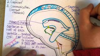 Cerebrospinal Fluid and Ventricles Part 2 [upl. by Ttennaj]