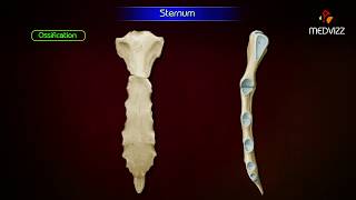 Sternum ‎Anatomy  Osteology  Animation  Parts  Location  Attachments and Clinical correlation [upl. by Wallford]