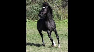 Black Arabian Stallion Hu Shakheem at Hughes Arabians USA [upl. by Nawak]