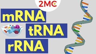 mRNA tRNA and rRNA function  Types of RNA [upl. by Wickman165]