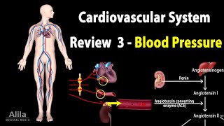 CARDIOVASCULAR REVIEW 3 CONTROL of BLOOD PRESSURE ALL MECHANISMS Animation [upl. by Enelcaj816]