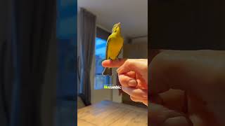 MozambikSong of the Yellowfronted Canary birds birdslover [upl. by Anesusa]