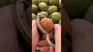 natural walnut fruit trending food [upl. by Nawak164]