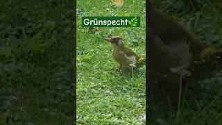 Grünspecht specht vogel [upl. by Azila]