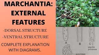 EXTERNAL FEATURES OF MARCHANTIADorsal and Ventral surfacebotany bsc [upl. by Evatsug]