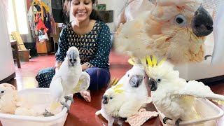 Aaj Piplu Ro pada Baby Cockatoo Dekhke  Moluccan Cockatoo  Greater Sulphur Crested Cockatoo [upl. by Manoop]