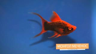 mongolian swordtail [upl. by Eynaffit]