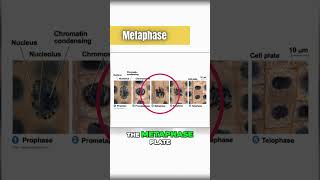 Metaphase mitosis under the microscope 🔬 [upl. by Chuch]