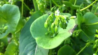 Miners Lettuce Claytonia Perfoliata  20120702 [upl. by Sherris599]