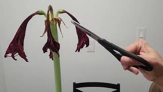 The Expert Guide to Amaryllis after wilting [upl. by Clayborne726]