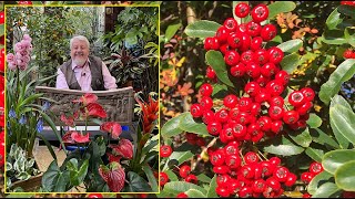 PYRACANTHA ou BUISSON ARDENT  ARBUSTE PERSISTANT SPECTACULAIRE ET DÉFENSIF Le Quotidien du Jardin [upl. by Afra]