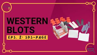 Western Blot Introduction to SDSPAGE [upl. by Enilrem441]