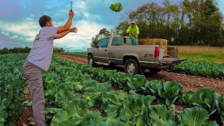 Late Season Cabbage Harvest [upl. by Naomi635]