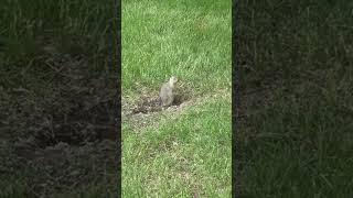 Richardsons ground squirrel [upl. by Ngo]