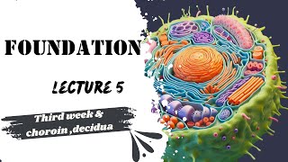 Lecture 5 embryology 3rd week development  Chorion  decidua Dr Adham Saleh [upl. by Mariel525]