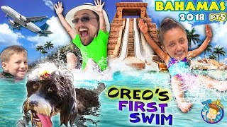 PUPPYS 1st Time SWIMMING  BAHAMAS ATLANTIS LEAP OF FAITH SHARK WATERSLIDE FUNnel V Vlog [upl. by Haden]