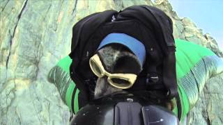 Worlds First BASE Jumping Dog [upl. by Nnairek584]