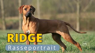 Rhodesian Ridgeback der afrikanische Wildjäger [upl. by Sivad]