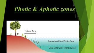 photic and aphotic zones UPSC II UPSC PRE 2020 UPPSC II RAS II CAPF II MPPSC II Patwari [upl. by Butte515]