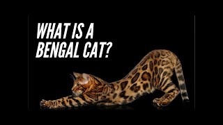 Bengal Cats  The Pricey Exotic House Cat 2021 [upl. by Rawlinson270]