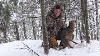 Snaring Grey Fox in Minnesota [upl. by Marba501]