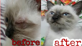 What is FIV feline immunodeficiency virus  Cats Protection [upl. by Aiekat]