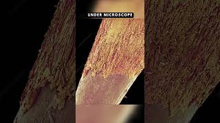 Things Under Microscope  What Things Look Like Under A Microscope microscopeview comparison [upl. by Notxam]