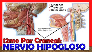 🥇 12mo Par Craneal  NERVIO HIPOGLOSO  Origen Trayecto y Ramas ¡Explicación Sencilla [upl. by Castle]