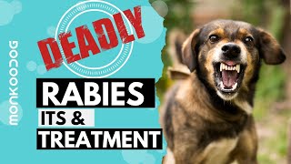 Can rodent bite lead to Rabies amp its management  Dr Sanjay Gupta [upl. by Ed939]