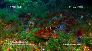 Splendid Hawkfish Notocirrhitus splendens at 9 Mile Reef [upl. by Hamer]