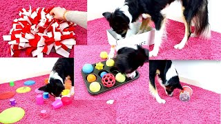 10 DIY Beschäftigungsideen für Hunde [upl. by Emmeline]