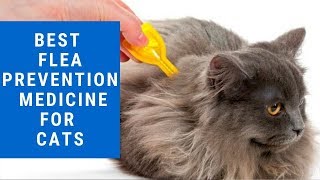 Best Flea Prevention And Treatment for Cats [upl. by Goat]