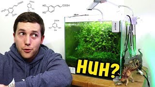 Aquarium Plants Are Attacking Algae And Each Other [upl. by Wehtta857]